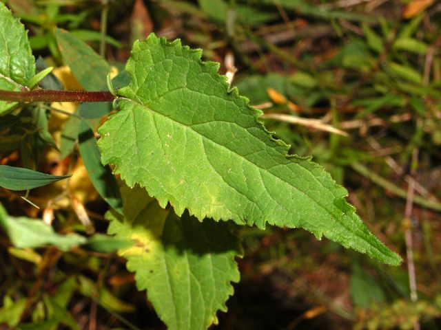 Campanula rapunculoides